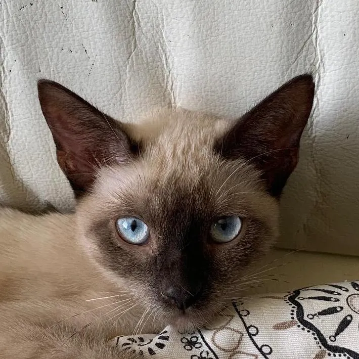 Evel, gato en adopción en Córdoba