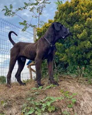 Otra foto de Negro (Peluchón)