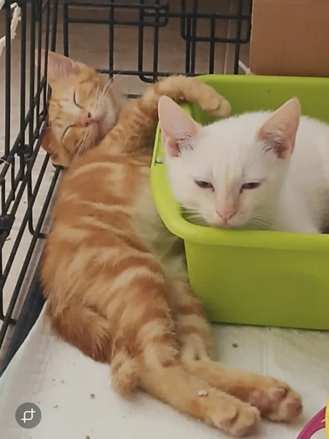 Sugus, gato en adopción en Murcia
