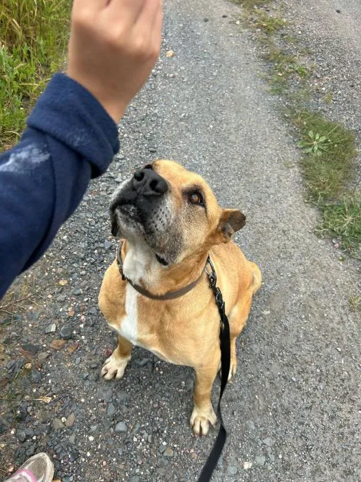 Pombo, perro en adopción en Huelva