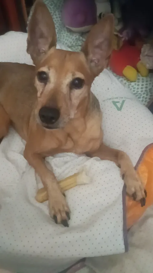 BROWN, perro en adopción en sevilla, Sevilla