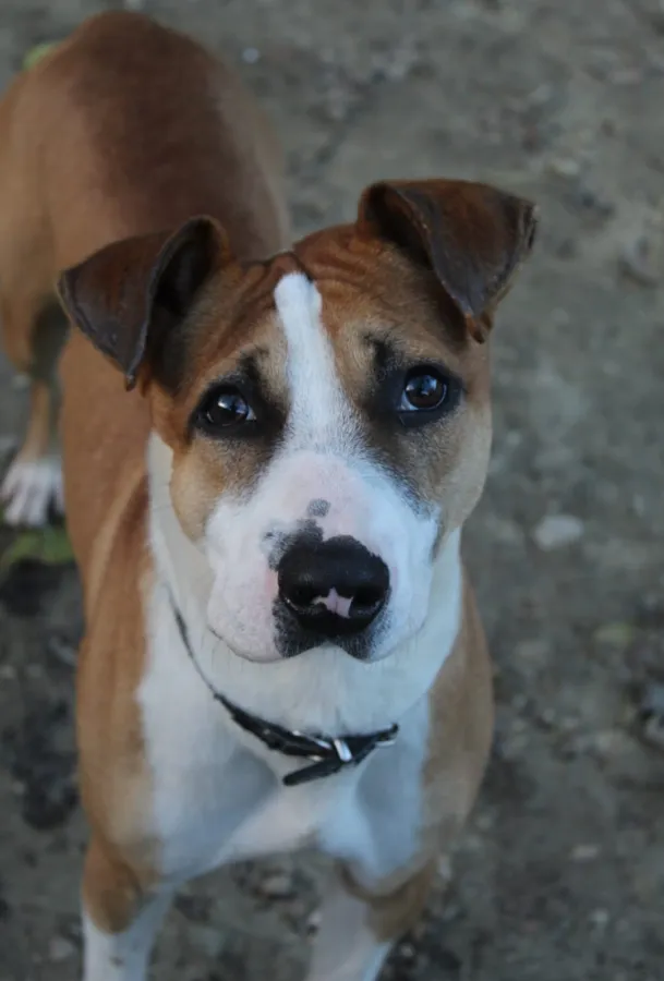Atlas, perro en adopción en Jerez de la Frontera, Cádiz