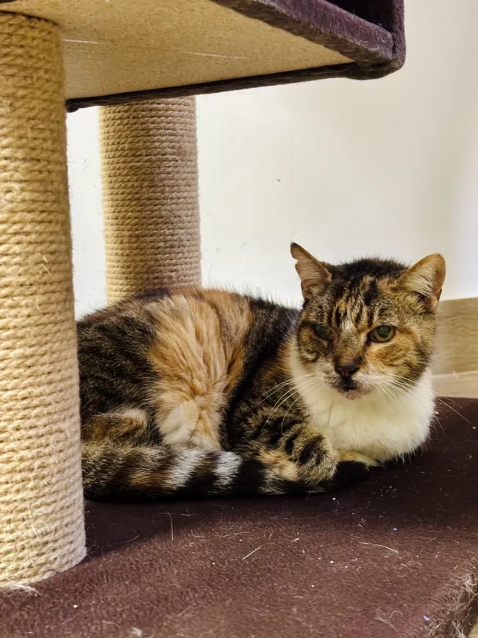 Xana, gato en adopción en Barcelona