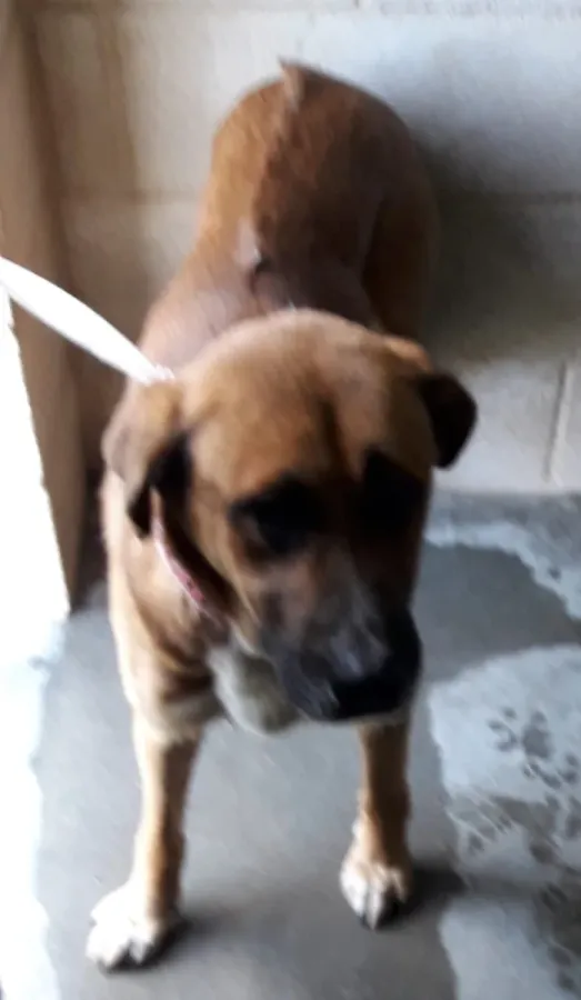 R1074, perro en adopción en Ourense