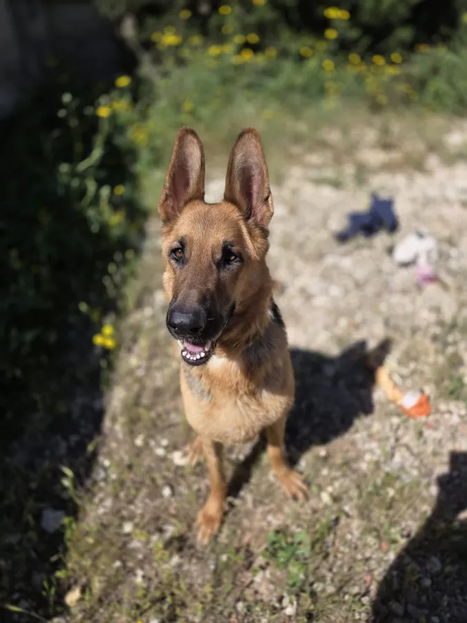 Raven, perro en adopción en Murcia