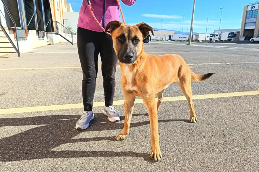 Chechu, perro en adopción en La Mojonera, Almería