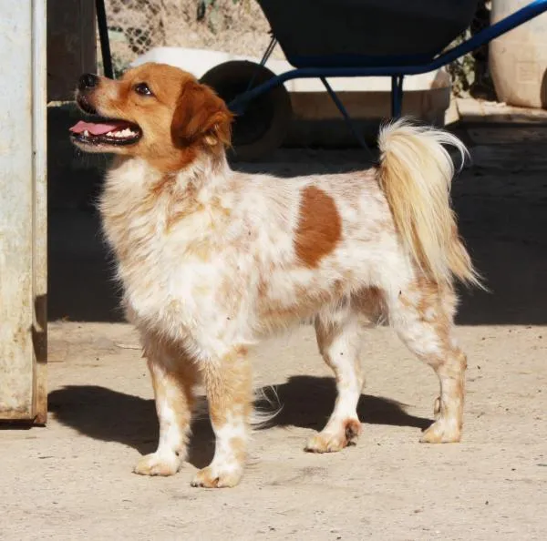 Llangosto, perro en adopción en La Noguera (comarca), Lleida