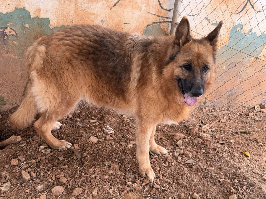Blanca, perro en adopción en Almuñécar, Granada