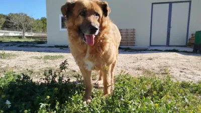 Otra foto de Toby