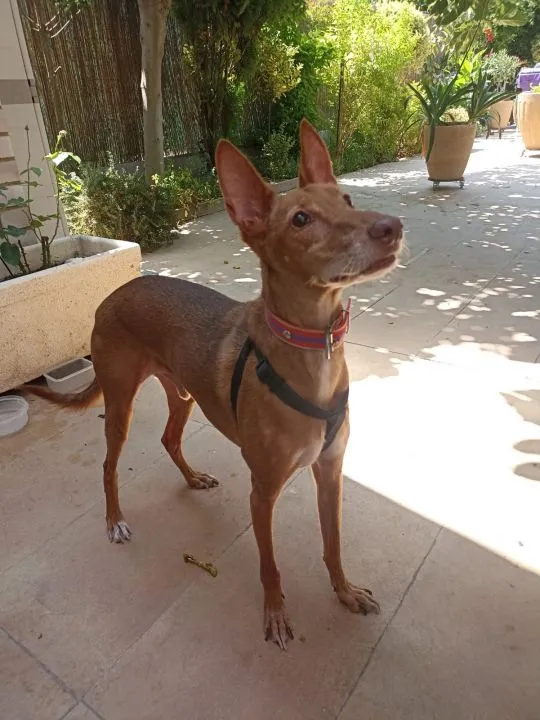 Curry, perro en adopción en Teruel