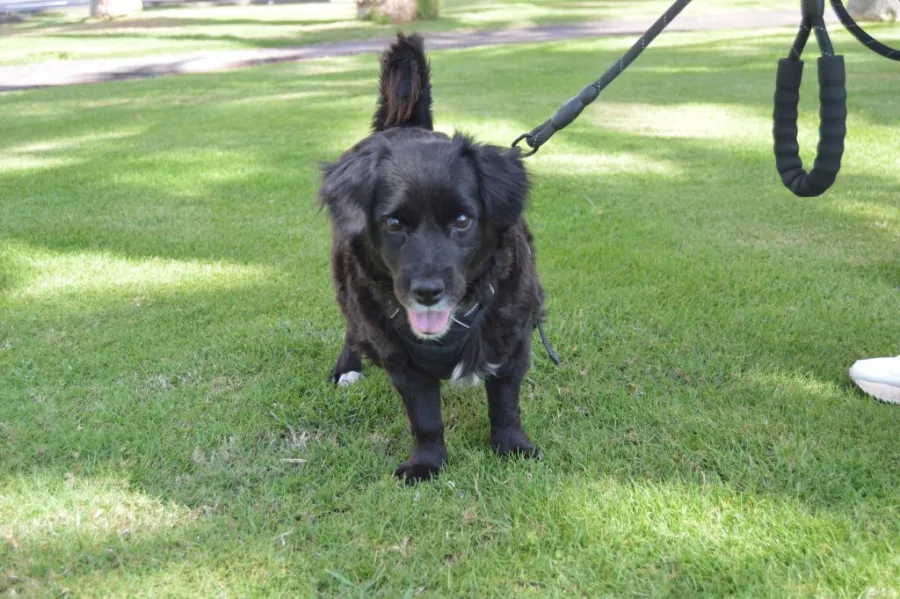 Choki, perro en adopción en Las Palmas