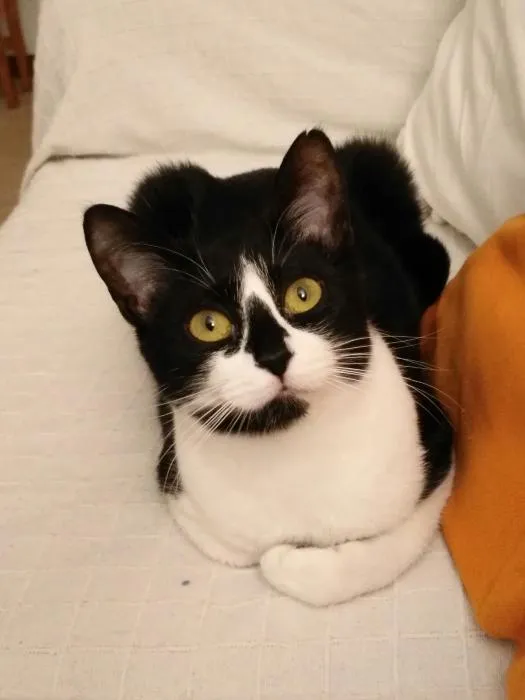 Penny, gato en adopción en Rivas-Vaciamadrid, Madrid