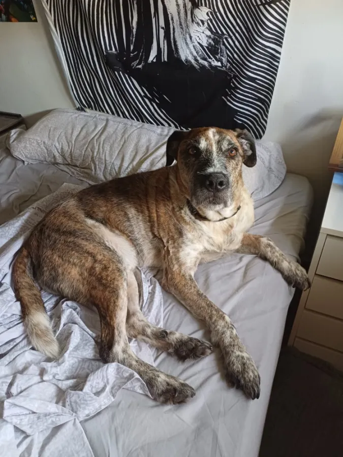 Ícaro, perro en adopción en Córdoba
