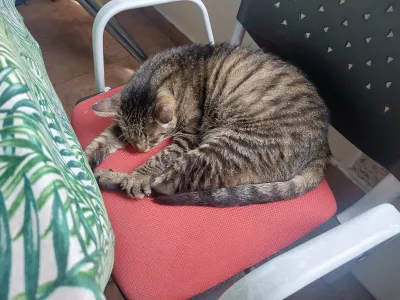 Otra foto de Odin