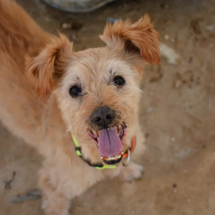 Messi, perro en adopción en Alicante