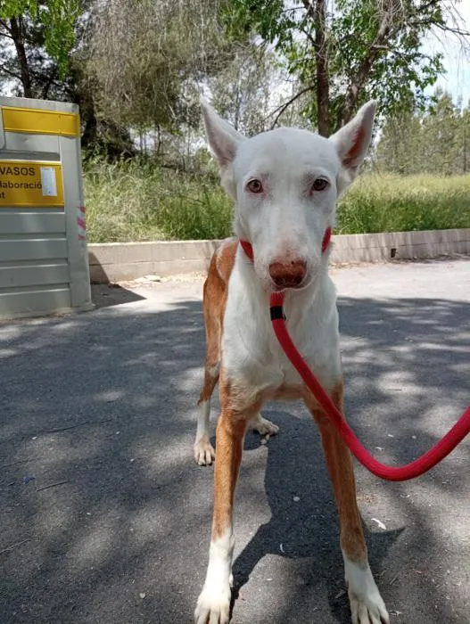 Fausti, perro en adopción en Ibi, Alicante