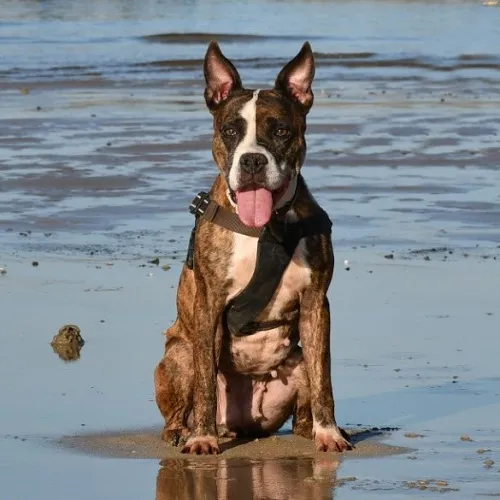 Shonda, perro en adopción en El Puerto de Santa María, Cádiz