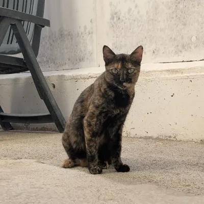 Otra foto de Amapola