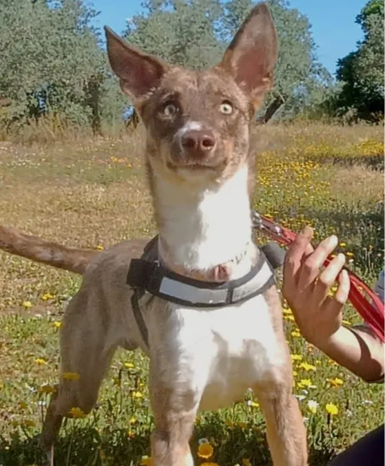 Will, perro en adopción en Úbeda, Jaén