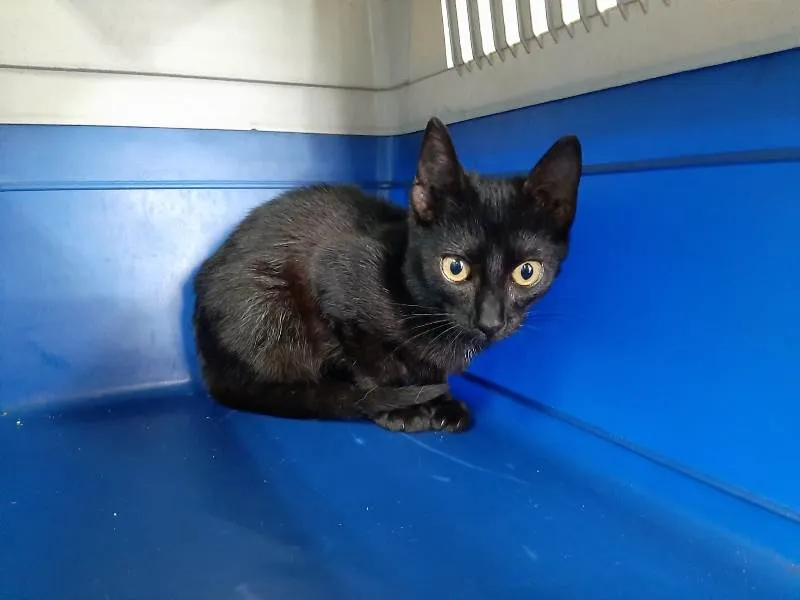 Panda, gato en adopción en Lugo