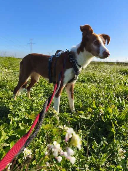 Carry, perro en adopción en Castellón de la Plana, Castellón
