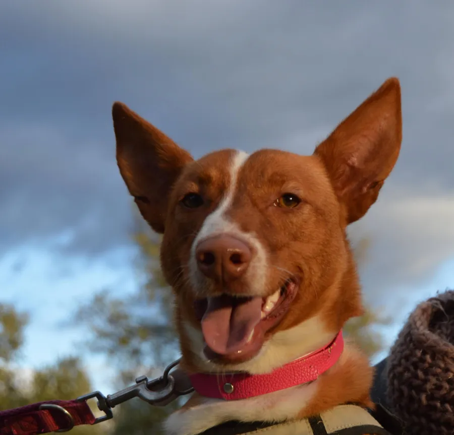 Nube, perro en adopción en Úbeda, Jaén