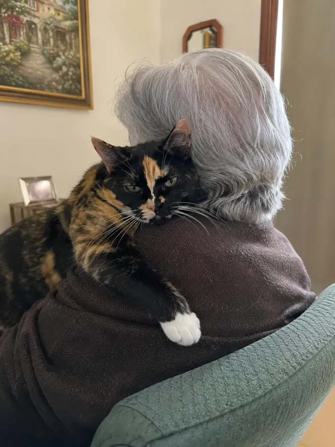 Candela, gato en adopción en Murcia