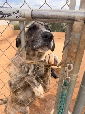 Otra foto de Tiger