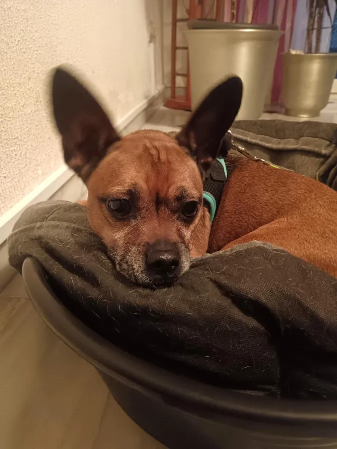 Chispa, perro en adopción en Sevilla