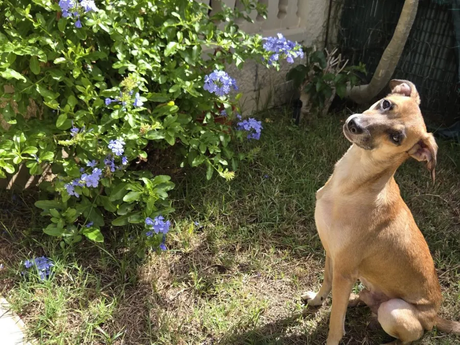 Hugo, perro en adopción en Las Palmas