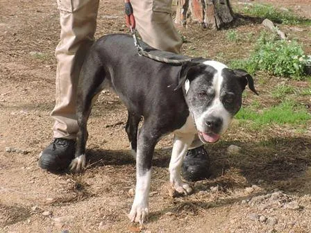Contesa, perro en adopción en Tossa de Mar, Girona