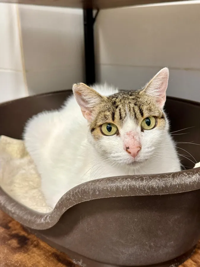 Ona, gato en adopción en Barcelona