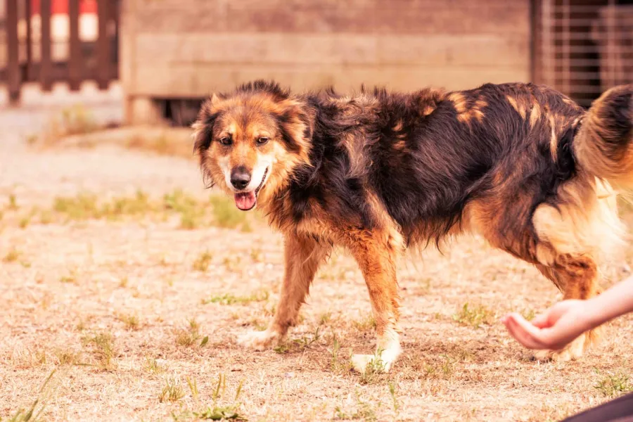 Mami, perro en adopción en Piloña, Asturias