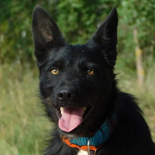 Eneko, perro en adopción en Cuenca