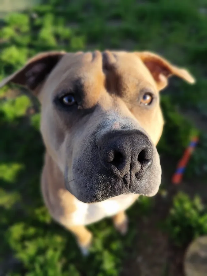 Zeus, perro en adopción en Maó, Illes Balears