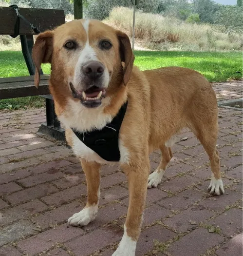 Joel, perro en adopción en Guadalajara