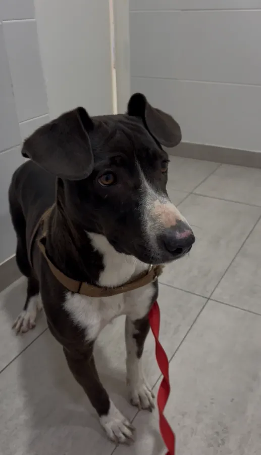 Pimienta, perro en adopción en Murcia