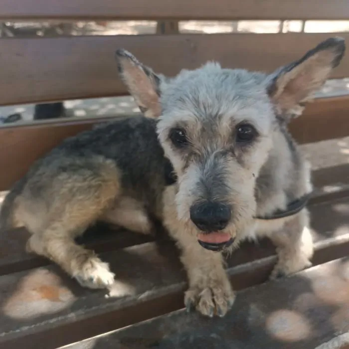 Fores, perro en adopción en Valencia
