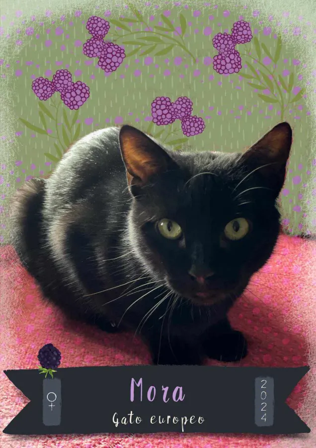 Mora, gato en adopción en Tarazona, Zaragoza