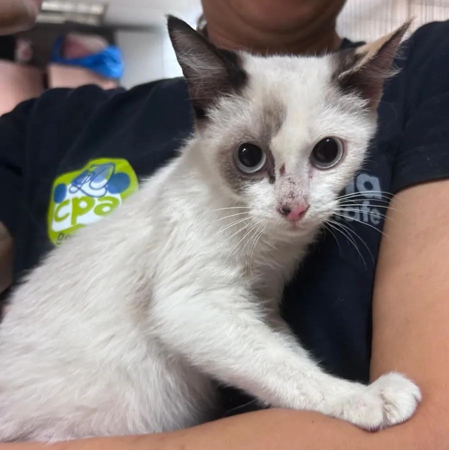 Zafiro, gato en adopción