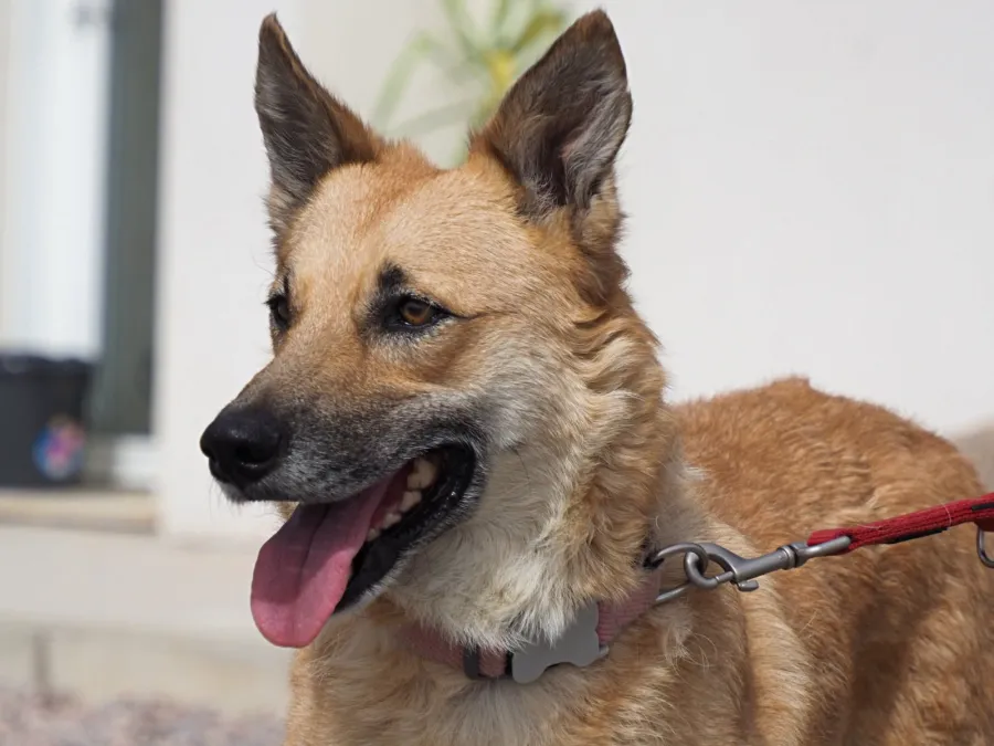 Kira, perro en adopción en Cáceres