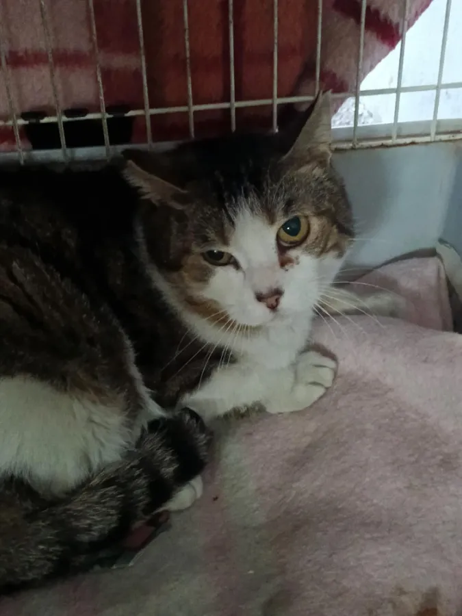 Perry, gato en adopción en Vigo, Pontevedra