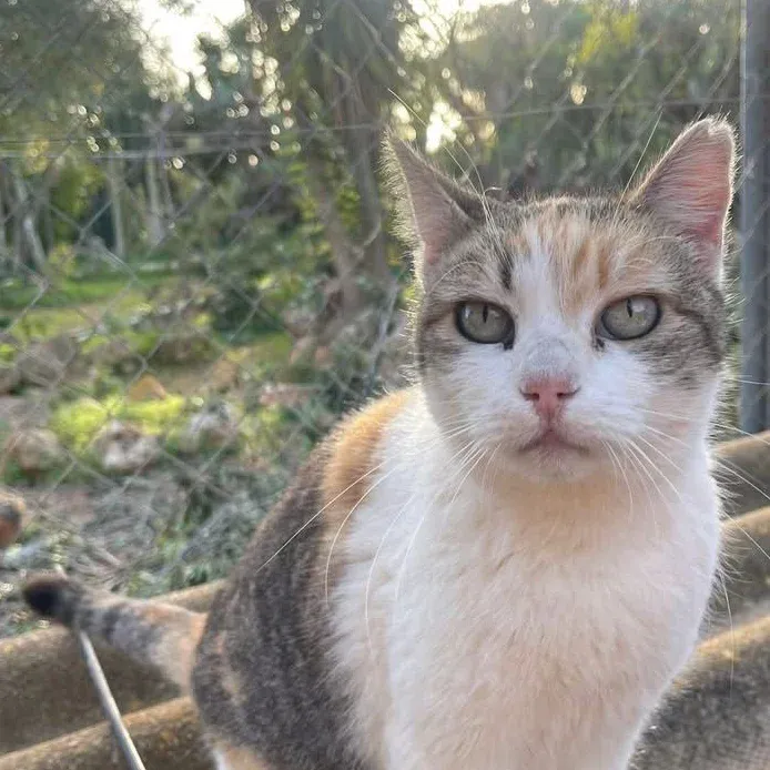 Vipy, gato en adopción en Marratxí, Illes Balears