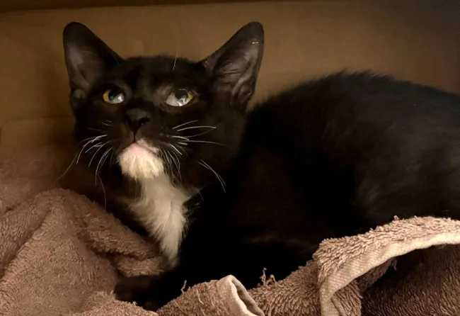 Lawyer, gato en adopción