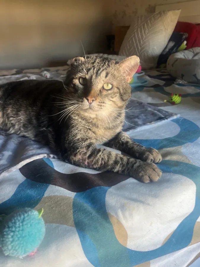 Montes, gato en adopción en Burgos