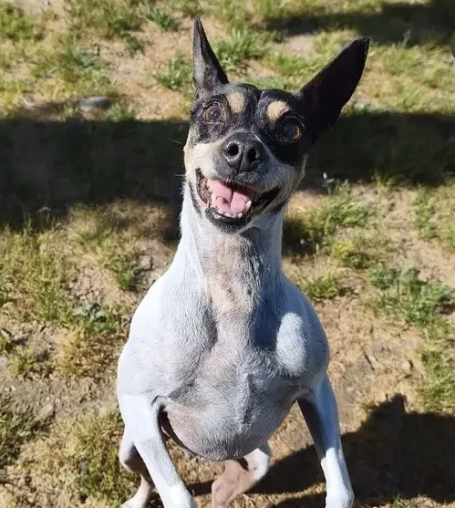 Cuca, perro en adopción en Tarragona