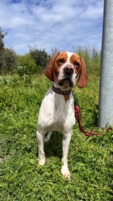 Boletus, perro en adopción en Plasencia, Cáceres