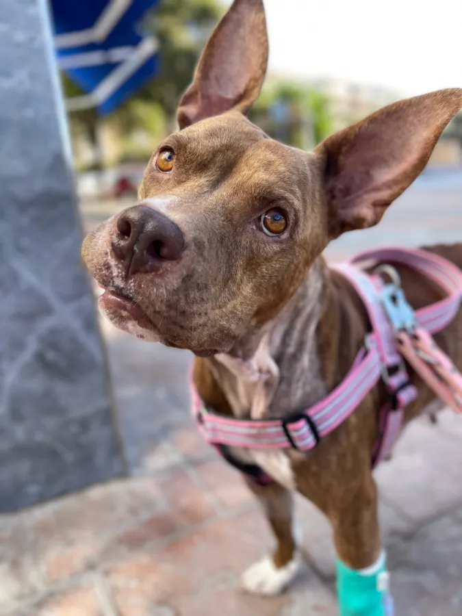 Persia, perro en adopción en Marbella, Málaga