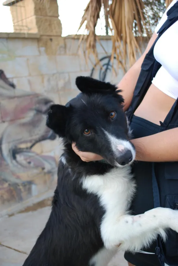 Bakugo, perro en adopción en Málaga