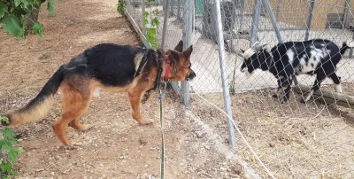 Otra foto de Roy